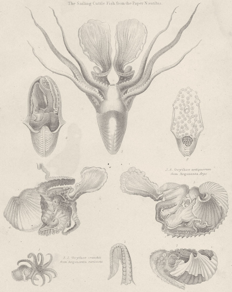 MOLLUSCS. animal shell front arm dilatation anterior pair contracted eggs 1860